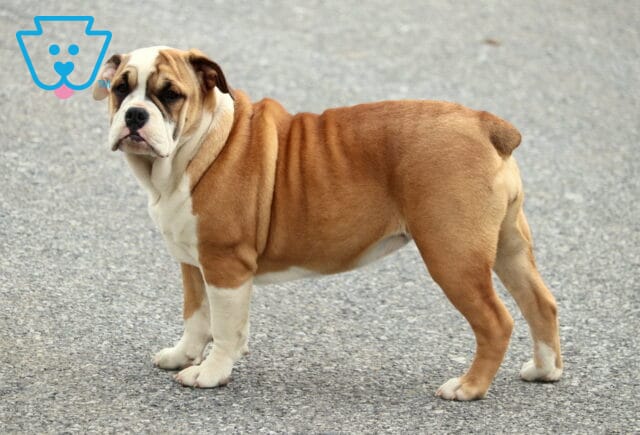Olde English Bulldogge puppy with a tan and white coat standing on a paved surface, showing loose wrinkles and a sturdy build while looking back toward the camera. image