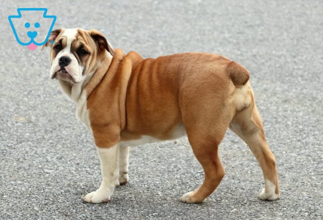 Olde English Bulldogge puppy with a tan and white coat standing on a paved surface, displaying loose wrinkles and a confident, alert expression while looking back at the camera. image