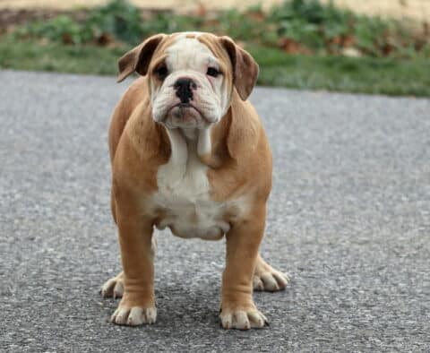 Lane Bulldog