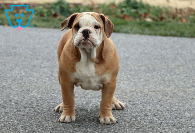 Olde English Bulldogge puppy with a tan and white coat standing on a paved surface, showing a stocky build, wrinkled face, and a curious, alert expression. image