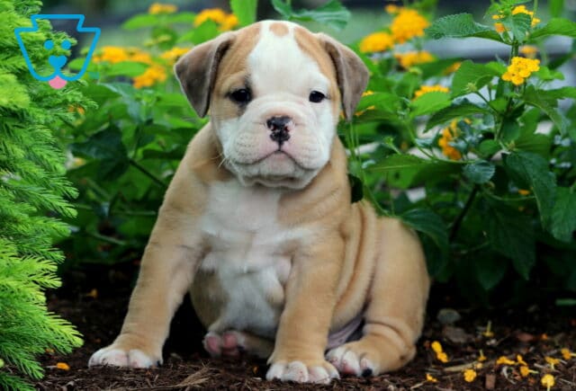 Olde English Bulldogge puppy with a white face and tan markings sitting on mulch in front of yellow flowers, looking straight ahead. image