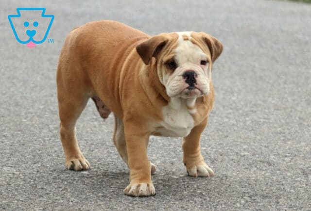 Olde English Bulldogge puppy with a tan body and white face standing on a paved surface, showing a sturdy build, wrinkled features, and a calm, observant expression. image