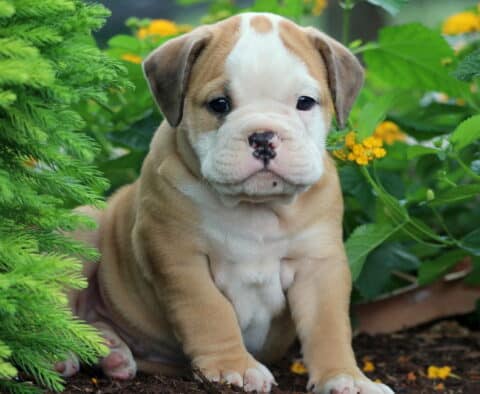 Sweet Olde English Bulldogge puppy with a white face and tan body sitting by green shrubs and yellow flowers, showing off its wrinkled features.