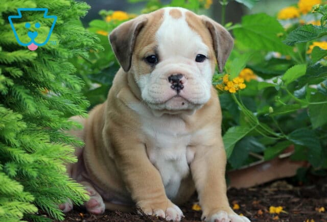 Sweet Olde English Bulldogge puppy with a white face and tan body sitting by green shrubs and yellow flowers, showing off its wrinkled features. image