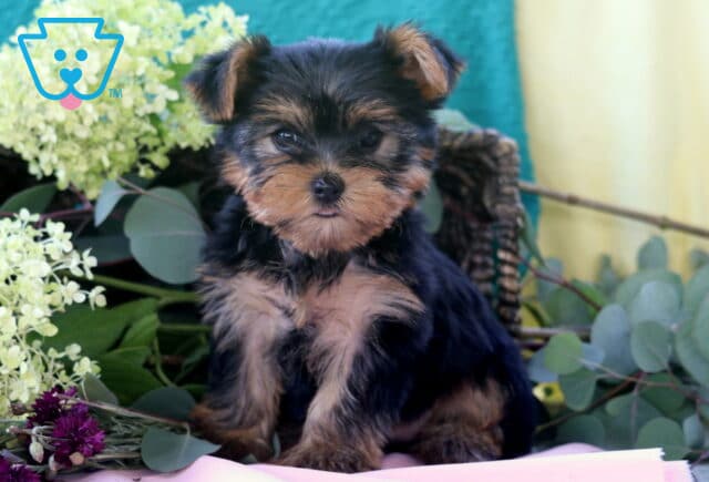 Laura Yorkie image