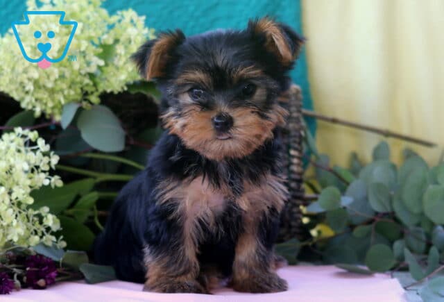 Laura Yorkie2 image
