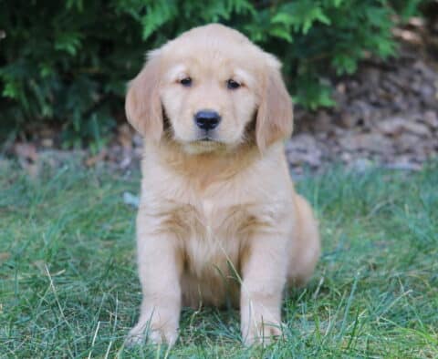 Layla Golden Retriever
