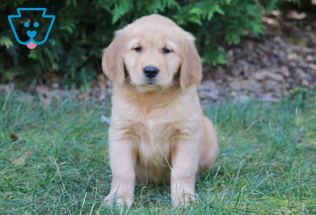 Layla Golden Retriever image