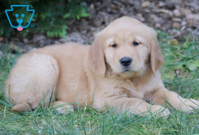 Layla Golden Retriever2 image