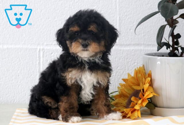 Layla Havapoo image