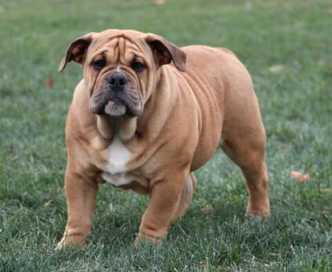 Lenny Bulldog