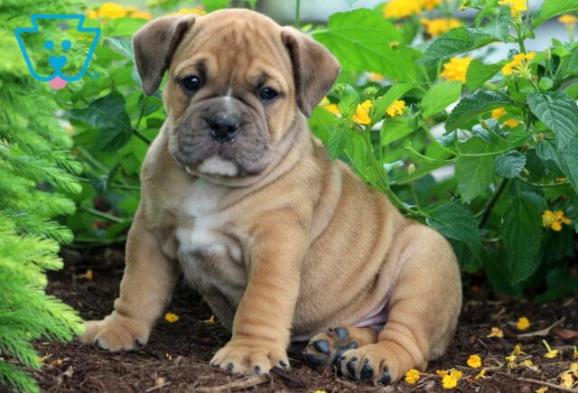 Tan Olde English Bulldogge puppy with a wrinkled face sitting on mulch, surrounded by green plants and yellow flowers. image