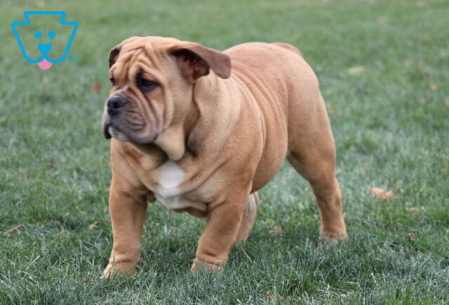 Olde English Bulldogge puppy with a fawn coat and white chest standing in the grass, turning its head to the side and showing loose wrinkles and a sturdy, muscular build. image