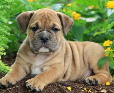 Wrinkly Olde English Bulldogge puppy lying on mulch with its front paws stretched forward, surrounded by green leaves and yellow flowers.