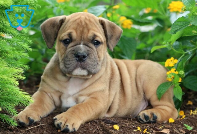 Wrinkly Olde English Bulldogge puppy lying on mulch with its front paws stretched forward, surrounded by green leaves and yellow flowers. image