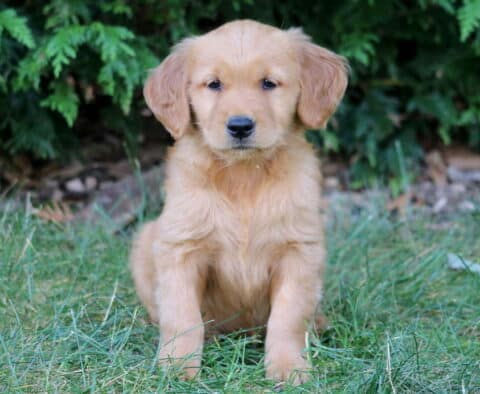 Leona Golden Retriever