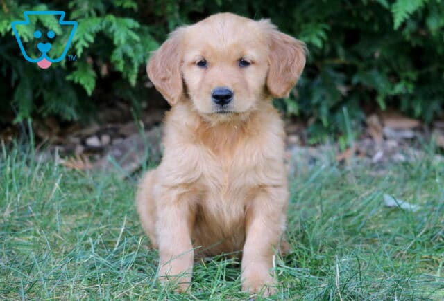 Leona Golden Retriever image