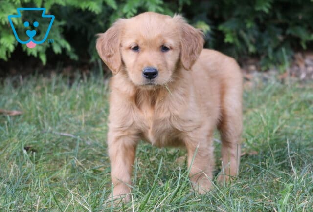 Leona Golden Retriever2 image