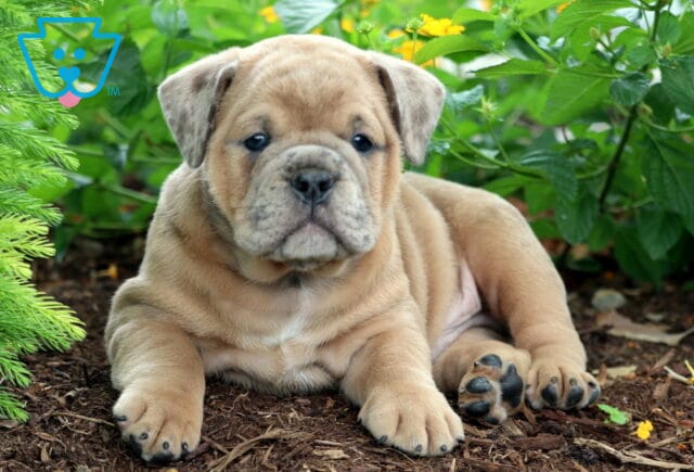 Light brown Olde English Bulldogge puppy lying on mulch in a garden, looking at the camera with a sweet, wrinkled face. image