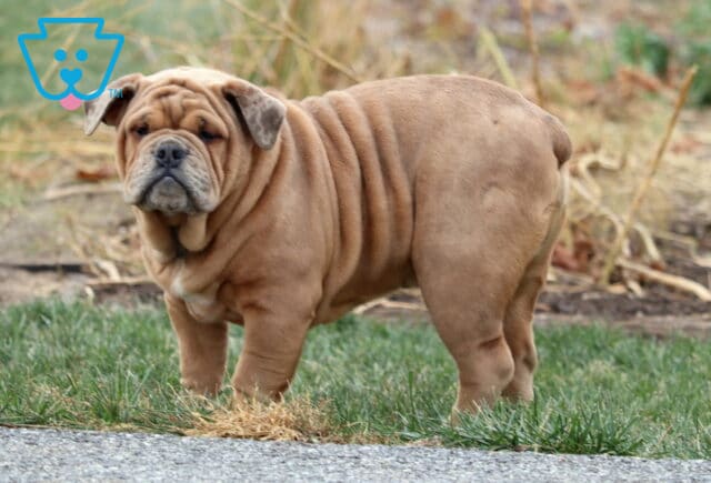 Olde English Bulldogge puppy with a solid fawn coat and pronounced wrinkles standing on the grass near a garden bed, looking back with a calm, expressive face. image