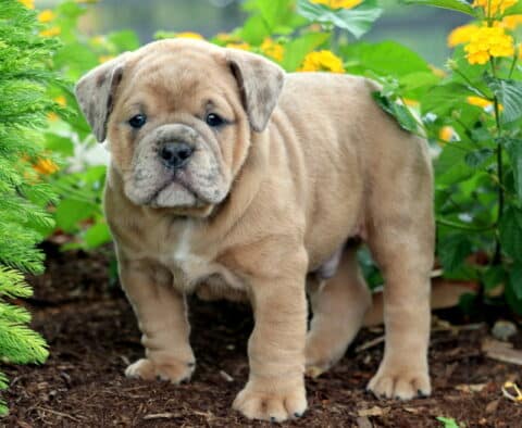 Olde English Bulldogge puppy standing on mulch with yellow flowers in the background, gazing forward with a curious expression.