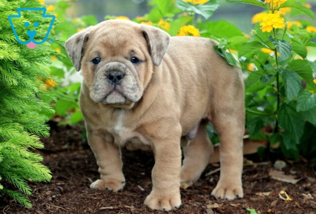 Olde English Bulldogge puppy standing on mulch with yellow flowers in the background, gazing forward with a curious expression. image