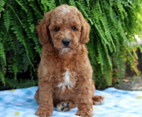 Lewie Cavapoo