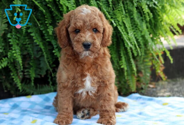 Lewie Cavapoo image