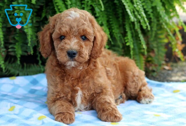 Lewie Cavapoo2 image