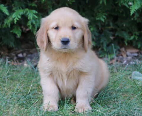 Liam Golden Retriever