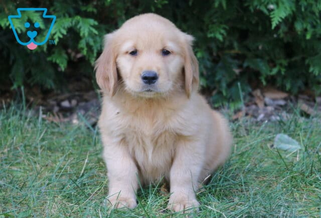 Liam Golden Retriever image