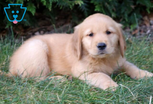 Liam Golden Retriever2 image