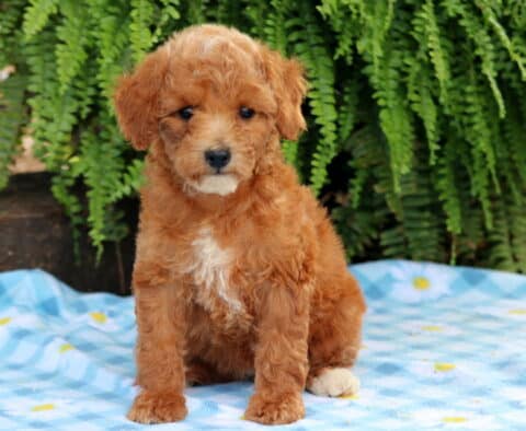 Libby Cavapoo