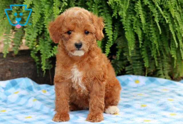 Libby Cavapoo image