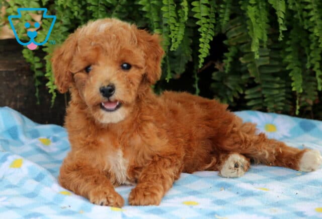 Libby Cavapoo2 image