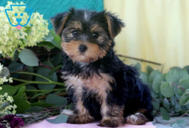 Libby Yorkie image