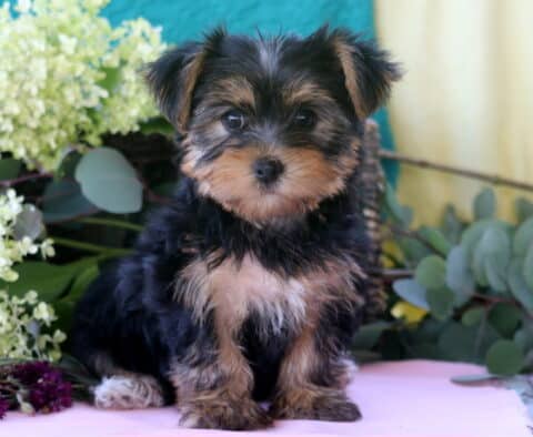Libby Yorkie2