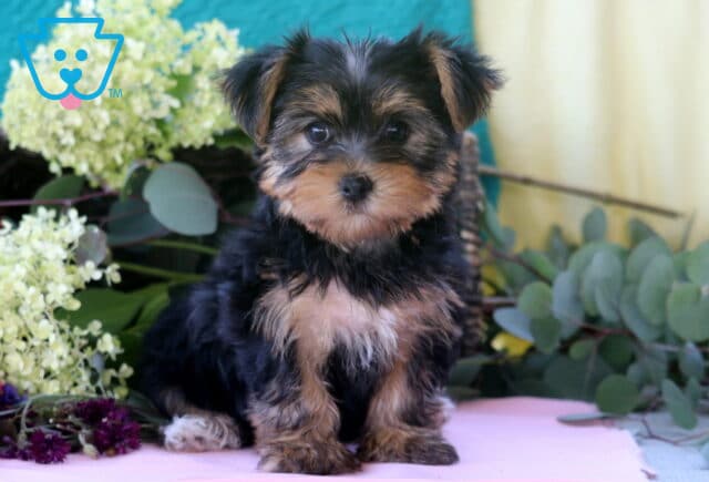 Libby Yorkie2 image