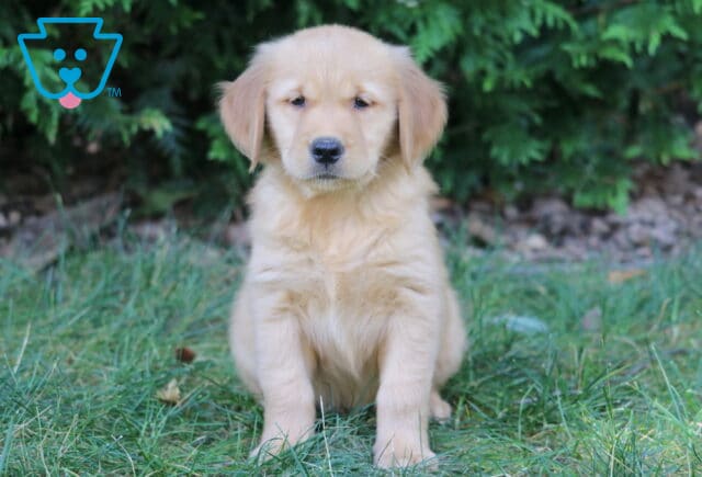 Lilly Golden Retriever image