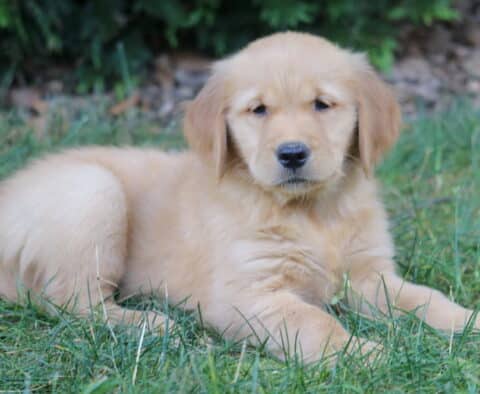 Lilly Golden Retriever2
