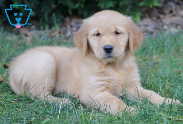 Lilly Golden Retriever2 image