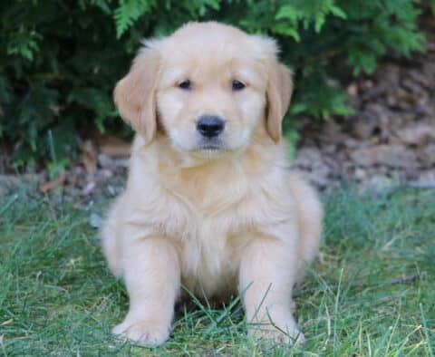 Lilo Golden Retriever
