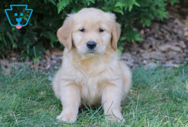 Lilo Golden Retriever image