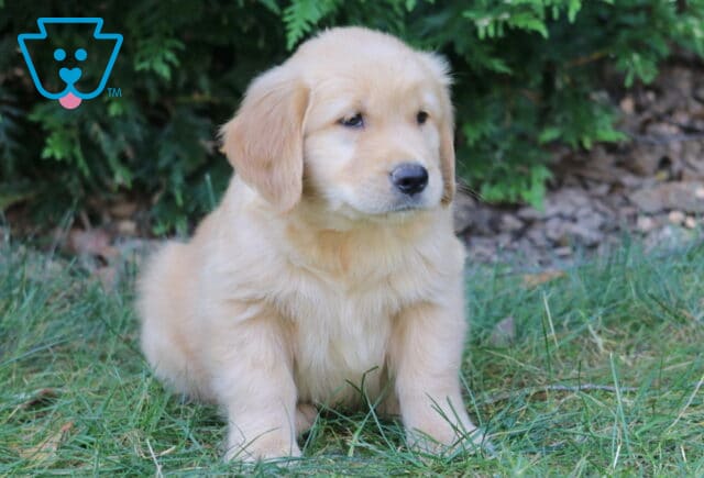 Lilo Golden Retriever2 image