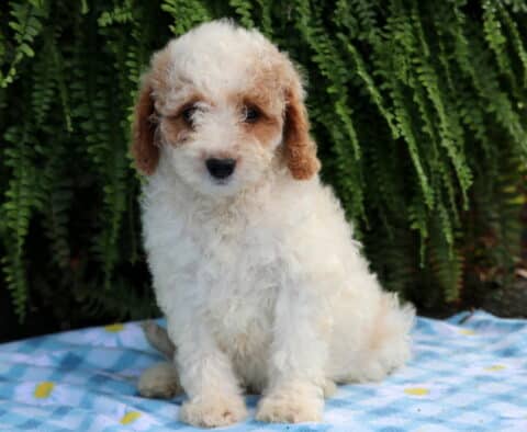 Lincoln Cavapoo