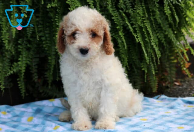 Lincoln Cavapoo image