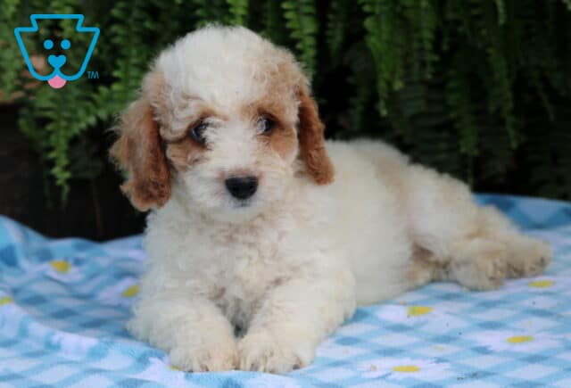 Lincoln Cavapoo2 image