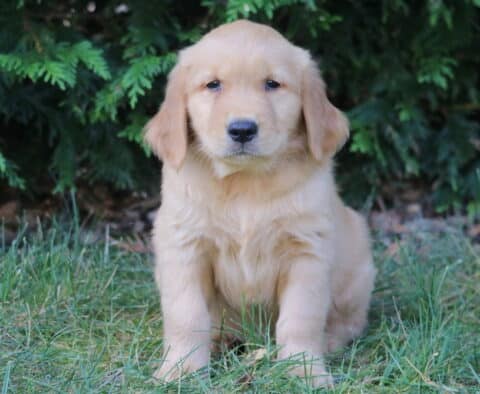 Lincoln Golden Retriever