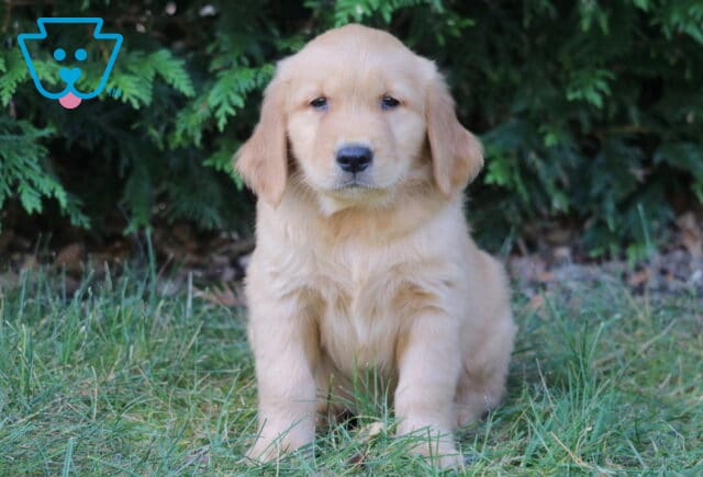 Lincoln Golden Retriever image