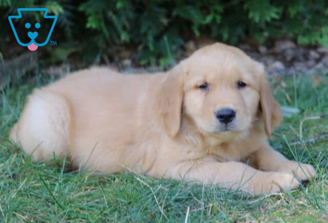Lincoln Golden Retriever2 image
